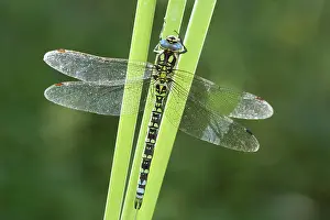Aeshna: Southern Hawker Dragonfly, Norfolk UK