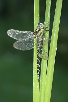 250417: Southern Hawker Dragonfly, Norfolk UK