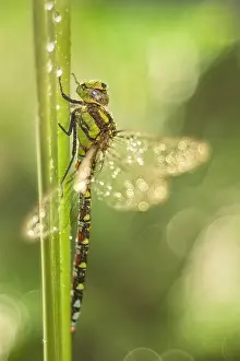 250417: Southern Hawker Dragonfly, Norfolk UK