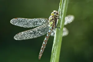 250417: Southern Hawker Dragonfly, Norfolk UK