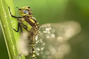 250417: Southern Hawker Dragonfly, Norfolk UK