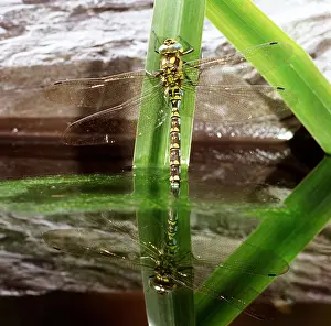 Ovipositor: Southern Hawker Dragonfly - ovipositor / egg laying in water