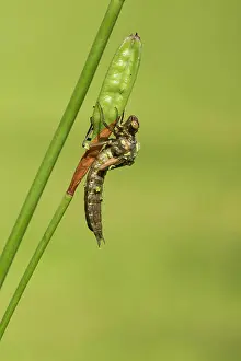 Aeshna: Southern Hawker. emerging from nymph on stem