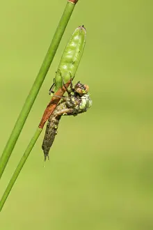 Aeshna: Southern Hawker. emerging from nymph on stem