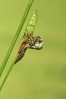Aeshna: Southern Hawker. emerging from nymph on stem