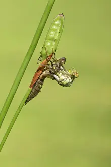 Aeshna: Southern Hawker. emerging from nymph on stem