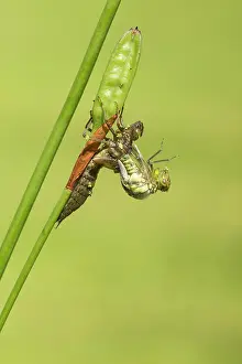 Aeshna: Southern Hawker. emerging from nymph on stem