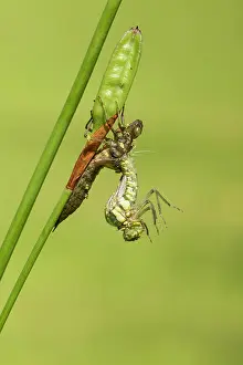 Aeshna: Southern Hawker. emerging from nymph on stem