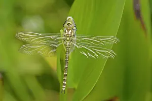 Aeshna: Southern Hawker - Freshly emerged adult dragonfly