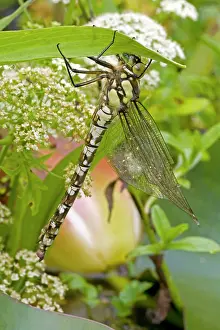 Aeshna: Southern Hawker - Freshly emerged adult dragonfly
