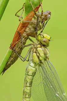 Aeshna: Southern Hawker. newly emerged - close up of