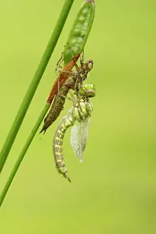 Aeshna: Southern Hawker. newly emerged with wings expanding