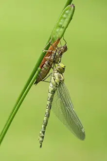 Aeshna: Southern Hawker. newly emerged with wings fully