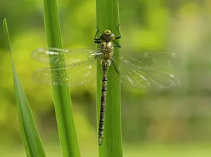 Iris: Southern Hawker - recently emerged from garden pond