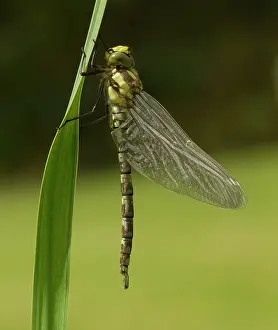 Iris: Southern Hawker - recently emerged - shimmering