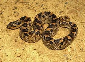 Heterodon: Southern Hognose Snake