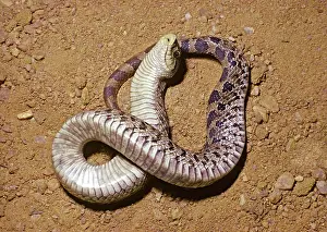 Heterodon: Southern Hognose Snake Playing Dead
