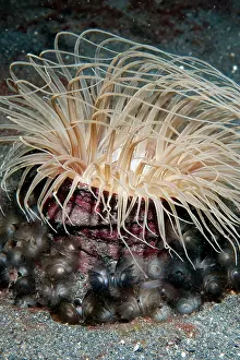Anemones: Southern Horseshoe Worms around base of Tube Anemone