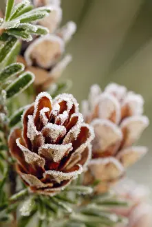 Tsuga: Southern Japanese hemlock