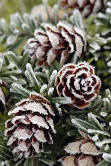 Tsuga: Southern Japanese hemlock