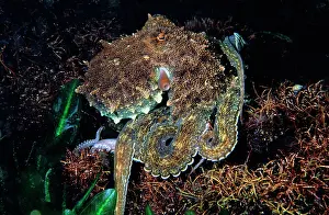 Berrima: Southern Keeled Octopu