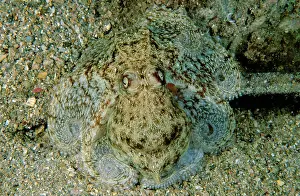 Berrima: Southern keeled octopus