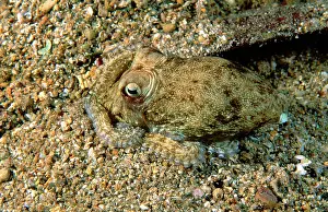 Berrima: Southern keeled octopus - burying itself in sand