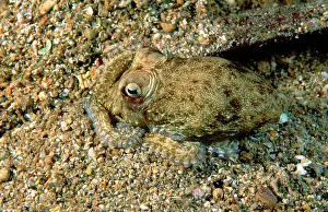 Berrima: Southern Keeled Octopus - burying itself in sand
