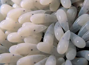 Visible: Southern Keeled Octopus - clutch of eggs approx