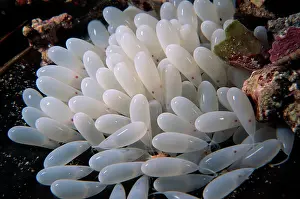 Visible: Southern Keeled Octopus - clutch of eggs approximately