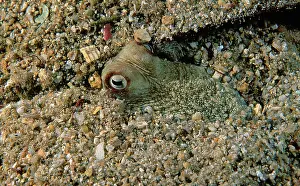 Buried: Southern keeled octopus - Half buried in sand