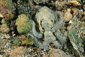 Berrima: Southern Keeled Octopus - matching body colour