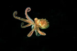 Berrima: Southern Keeled Octopus - in midwater