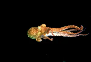 Berrima: Southern Keeled Octopus - in midwater