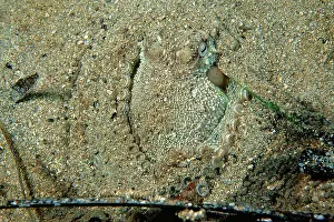 Collapsing: Southern Keeled Octopus - using its suckers to