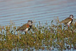 Chilensis: Southern Lapwing