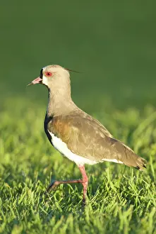 Uruguay: Southern Lapwing