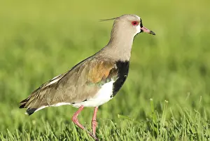 Uruguayan: Southern Lapwing