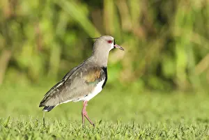 Uruguay: Southern Lapwing