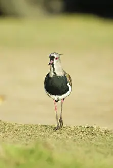 Uruguayan: Southern Lapwing