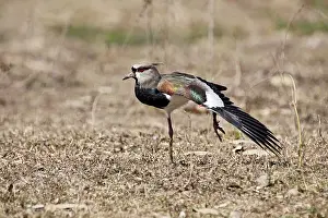 Vanellus: Southern Lapwing