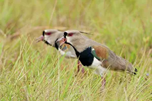 Vanellus: Southern Lapwing