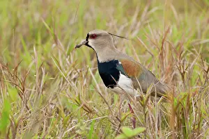 Vanellus: Southern Lapwing