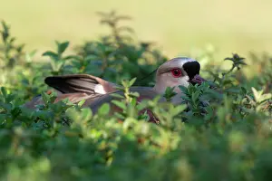 Paulo: Southern Lapwing