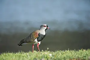 Lapwing: Southern Lapwing