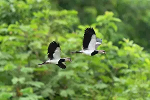 Jim Zipp: Southern Lapwing