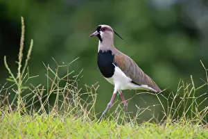 Jim Zipp: Southern Lapwing