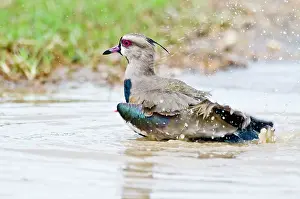 Lapwings: Southern Lapwing - bathing