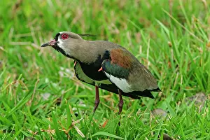 Lapwings: Southern Lapwing, defending the territory, Pantanal