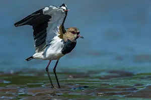 Lapwings: Southern Lapwing, Los Llanos, Colombia